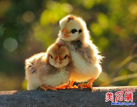 杭州新生兒最熱名字排行榜首次權(quán)威公開，起名漸趨中性化：宇軒、梓涵、梓睿、詩涵最多