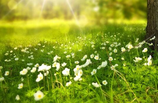 牛年寶寶草字頭的好聽名字有哪些？